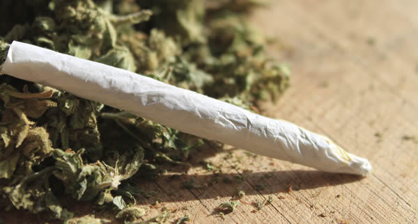 Marijuana: Is the Whole Plant Illegal? No!